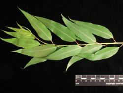 Salix gooddingii. Upper surface of leaves.
 Image: D. Glenny © Landcare Research 2020 CC BY 4.0